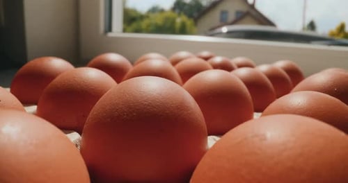 Organic Chicken Eggs Punnet Full of Chicken Eggs High Quality Healthy Chicken Eggs