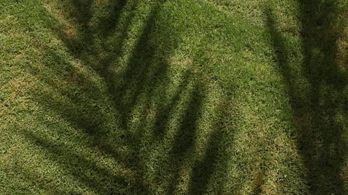 Palm Leaf Shadows on the Background of the Lawn Tropical Coconut Palm Leaf Trees at Sunlight