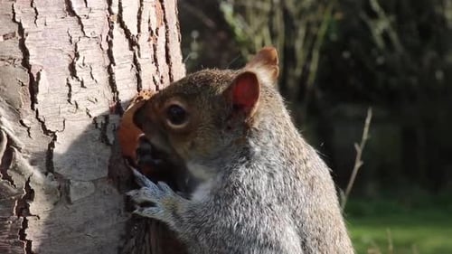 Gray Squirrel Eating in a Tree Trunk