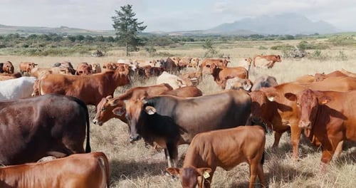 Landscape, farming and cows on field, herd of animals in countryside with mountains on ranch