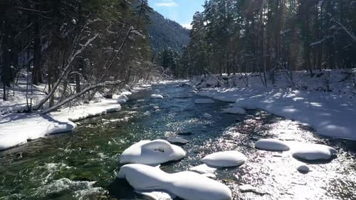Beautiful snow scene forest in winter. Flying over of river and pine trees covered with snow.
