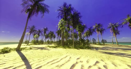 Tropical Paradise Palm Trees and Blue Skies on a Serene Beach