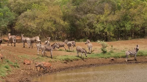 Herd of Zebras Watering Wildlife in African Savannah Bushveld Habitat