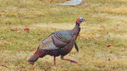 Wilder Truthahn auf einer Wiese in Minnesota