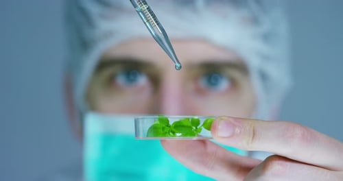 A scientist in a laboratory analyzes the soil and the plants inside to collect the plant DNA. Conc