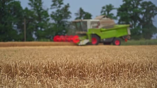Combine harvester working on a wheat field. Agricultural combine harvesting ripe yellow wheat.
