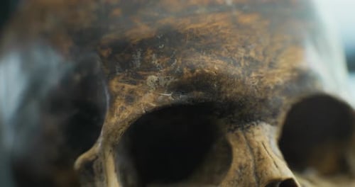Detailed Close-Up of a Weathered Human Skull