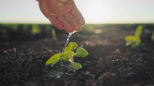 Horticulture and Gardening Closeup View of Hands with Flowing Water on Plant Human and Nature