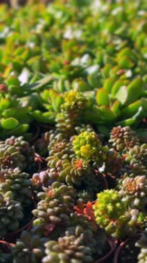 Closeup View of Lovely Bright Fresh Blooms