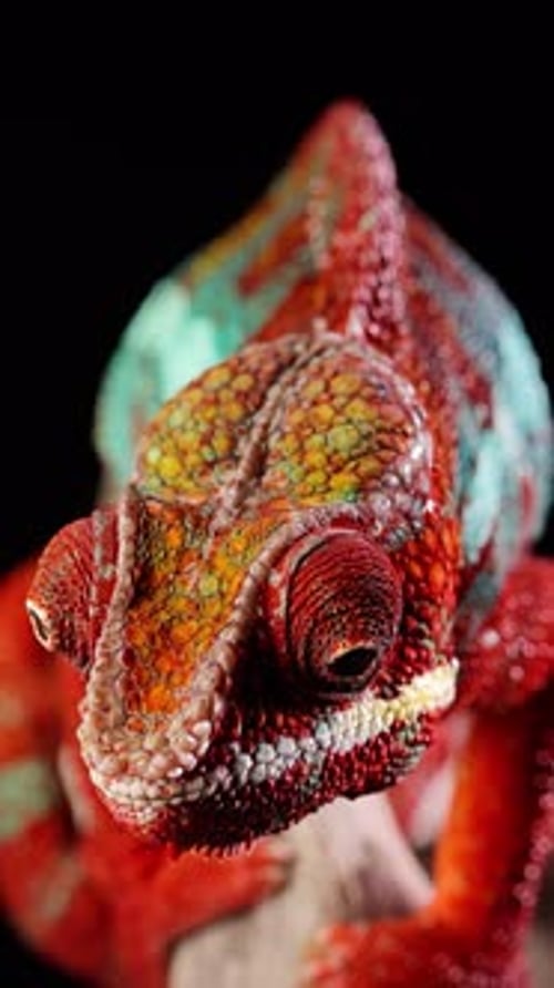 Plan rapproché d'un magnifique caméléon rouge et vert. Vidéo verticale.