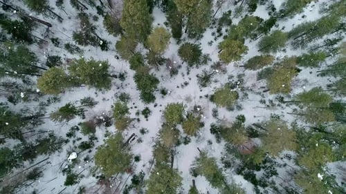 Aerial Top Down View Winter Forest Evergreen Trees on the Snow Amazing Winter Landscape