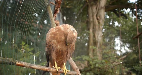 The Eagle Sitting on a Branch in the Forest
