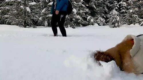 Adorable Young Golden Retriever Playing And Digging Fresh Snow. - Close Up Shot