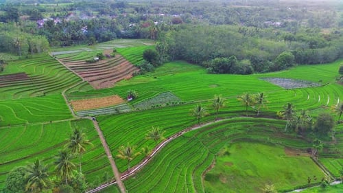 hermosa vista matutina, paisaje panorámico de Indonesia, arrozales con hermosos colores y cielo natural
