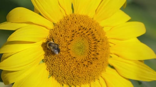 Honeybee On Sunflower In The Garden. - close up