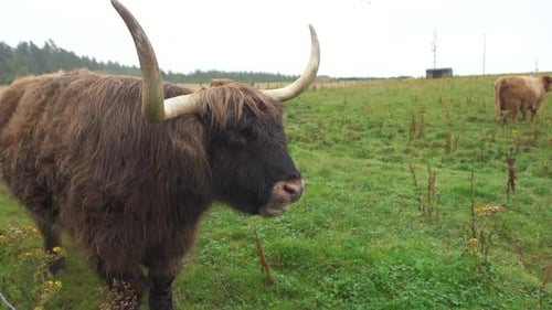 Highland cows in field on cloudy day in Scottish highlands