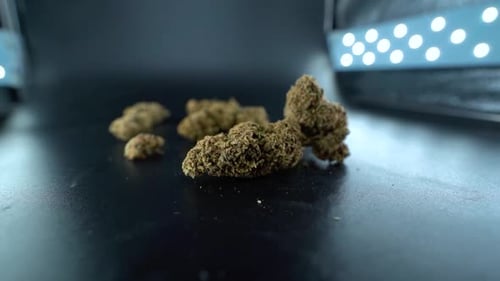 A close up detailed crane reveal shot of a cannabis plant, marijuana flower hybrid strains, Indica a