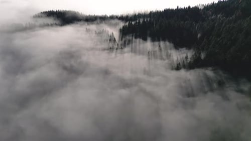 Aerial View of Mysterious Foggy Forest
