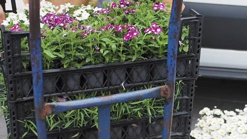 Flowers on Cart Ready for Sale in Urban Setting