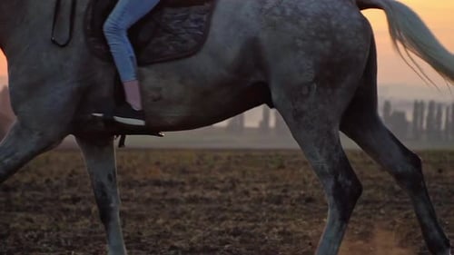 Closeup of Girl Legs Riding on a Horse on the Field During Sunset Slow Motion