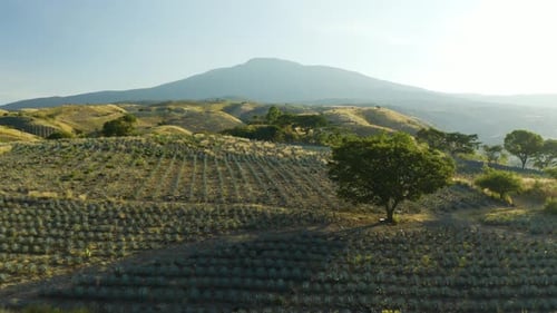 Drone Flies Above Agave Fields, Low Angle. Tree. Beautiful, Hilly Landscape. Day