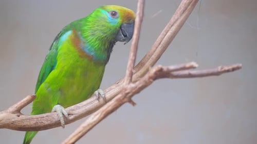 Green Parrot Perched on Branch Close Up