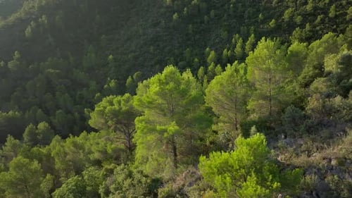 Dense Forested Mountain Slope