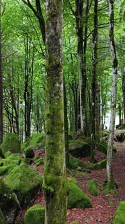 Serene Forest Scene with Moss-Covered Rocks and Trees, Tranquil Green Atmosphere