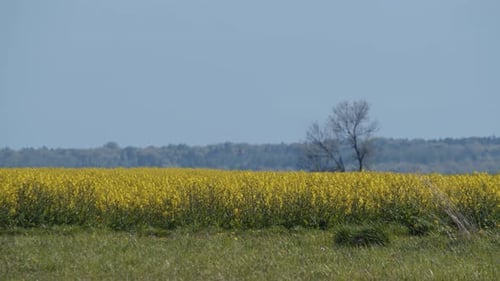 Yellow Rapeseed Field And Blurred Hill In The Background Blue Sky