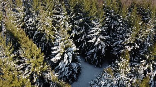 Aerial orbit drone shot around a pine tree covered with snow in the middle of an evergreen forest. S