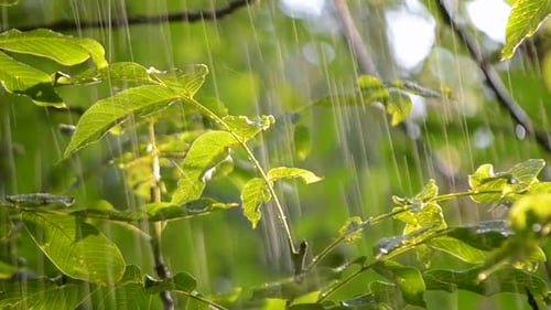 Rain Falling on Tree Leaves