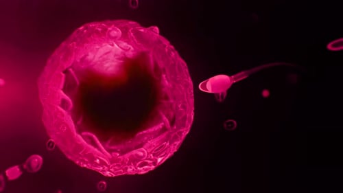 Sperm Cells Fertilizing an Ovum Medical Animation