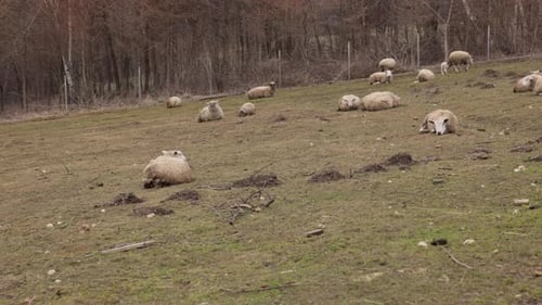 Flock of Sheep Grazing on a Hillside Pasture