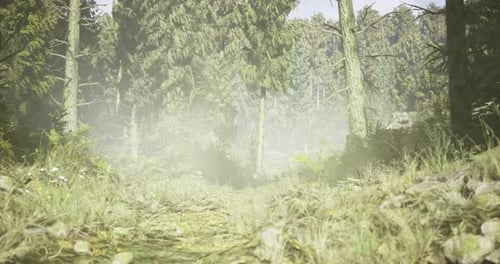 Forest Path Covered in Mist with Lush Greenery in Morning Light