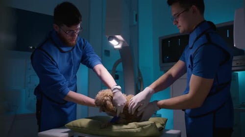 Veterinarians Positioning Dog for Medical Imaging in Clinic