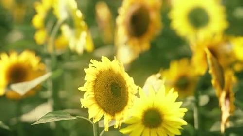 Sunflower Field at the Dramatic Sunset