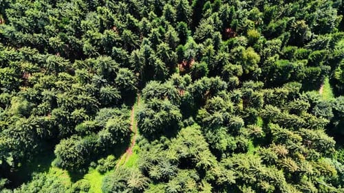 Beautiful evergreen pine tree forest. Drone flight over the wood on sunny day.