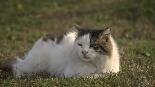Schwarz-weiße Katze kratzt, putzt, spielt Zeitlupe 4K UHD.