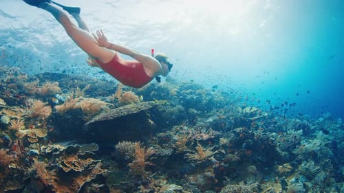 Woman Freediver Swims Underwater Over the Vivid and Healthy Coral Reef in Indonesia Female Freediver
