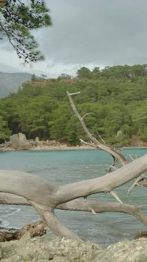 Vertical video. A female tourist with a backpack sitting on a fallen tree by the sea, panoramic view