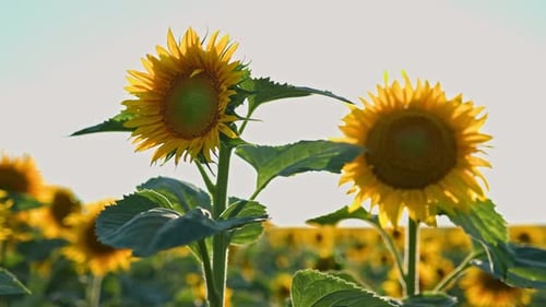 Petals in Motion Close Up of a Sunflower Delicately Moving with the Breeze in a Sun Kissed Field