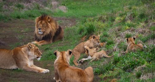 African Lion, panthera leo, Group with Male Female and Cub, Real Time 4K