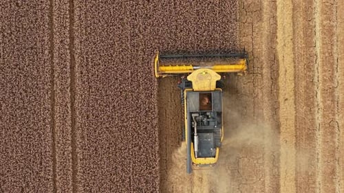 Harvester Working on Ripe Wheat in Farmland Combine Cutting Golden Cereal in Countryside Field