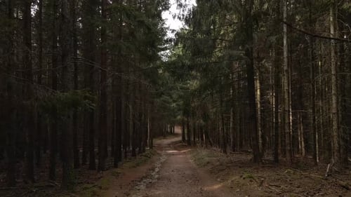 A narrow dirt path winds through a dense pine forest, enveloped in a dark and moody atmosphere. The