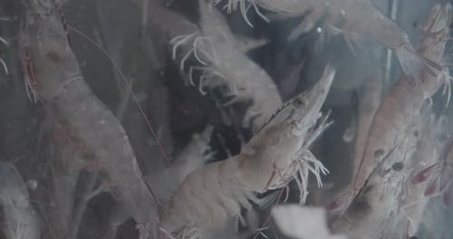 Shrimps isolated in an aquarium waiting to get cooked in an asian restaurant