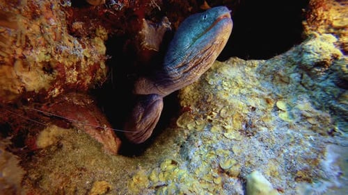 Morena de boca amarilla submarina