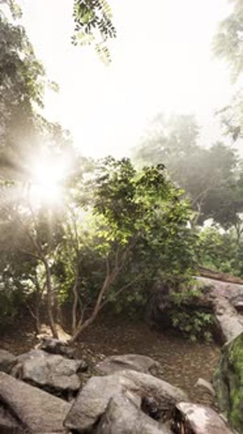 Sun Rays Shimmering Through Lush Green Forest Trees