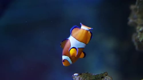 Lone Ocellaris Clownfish Gliding