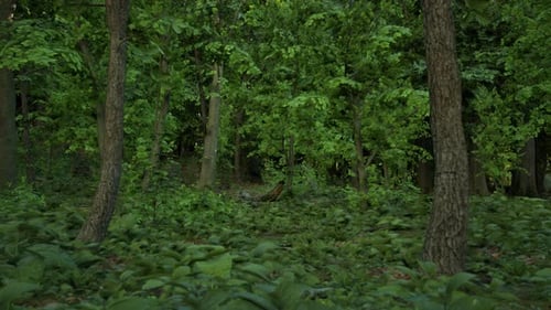 A Lush Green Forest Filled with Lots of Trees