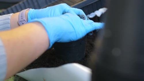 Hands Gently Transplanting Plant Seedling into Pot